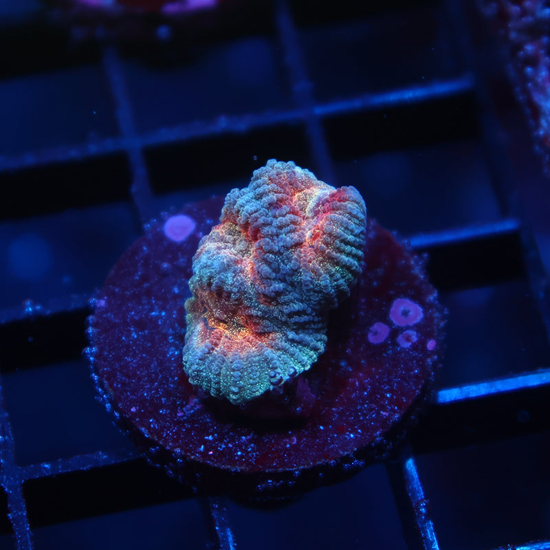 TCK Baby's Breath Favia