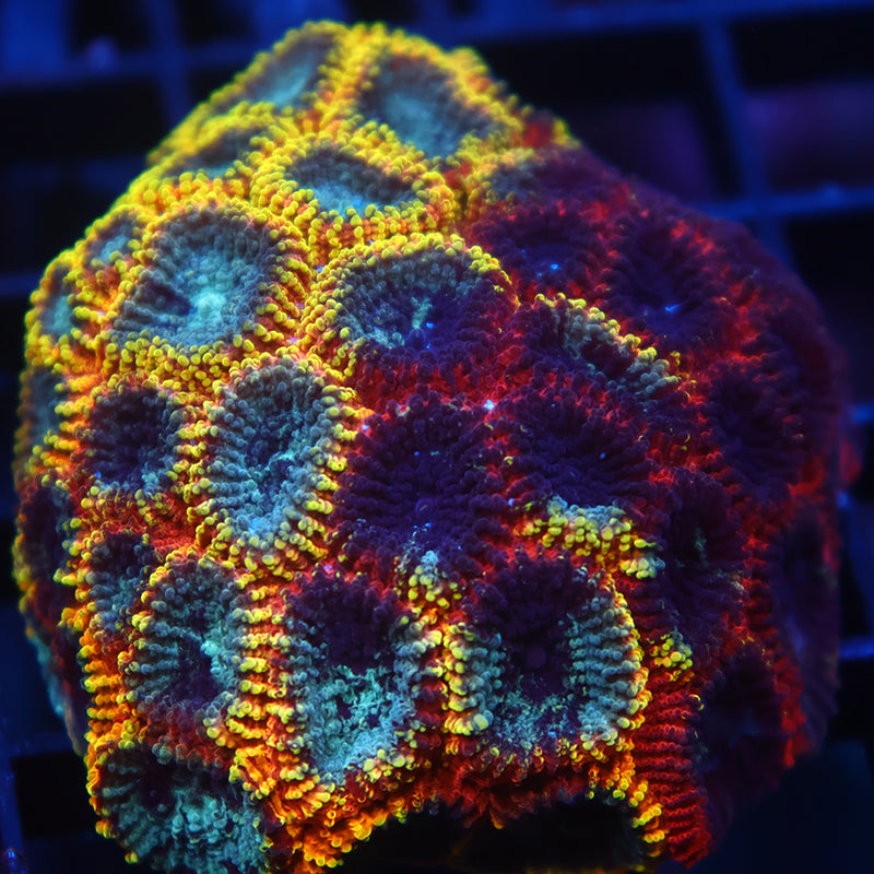 Lg CC Full Tilt Favia