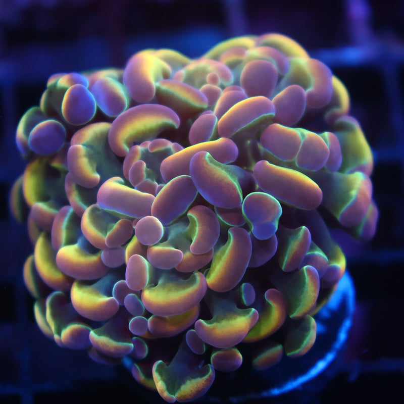 TCK Branching Holographic Hammer