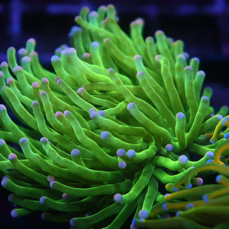 TCK Toxic Green Torch