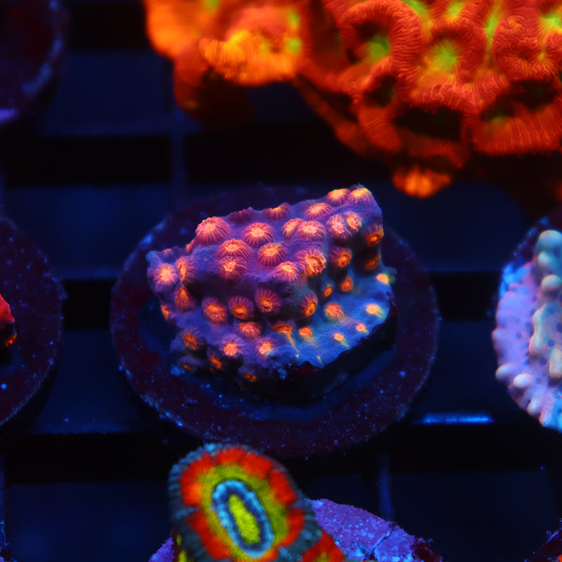ARC Monet's Madness Cyphastrea
