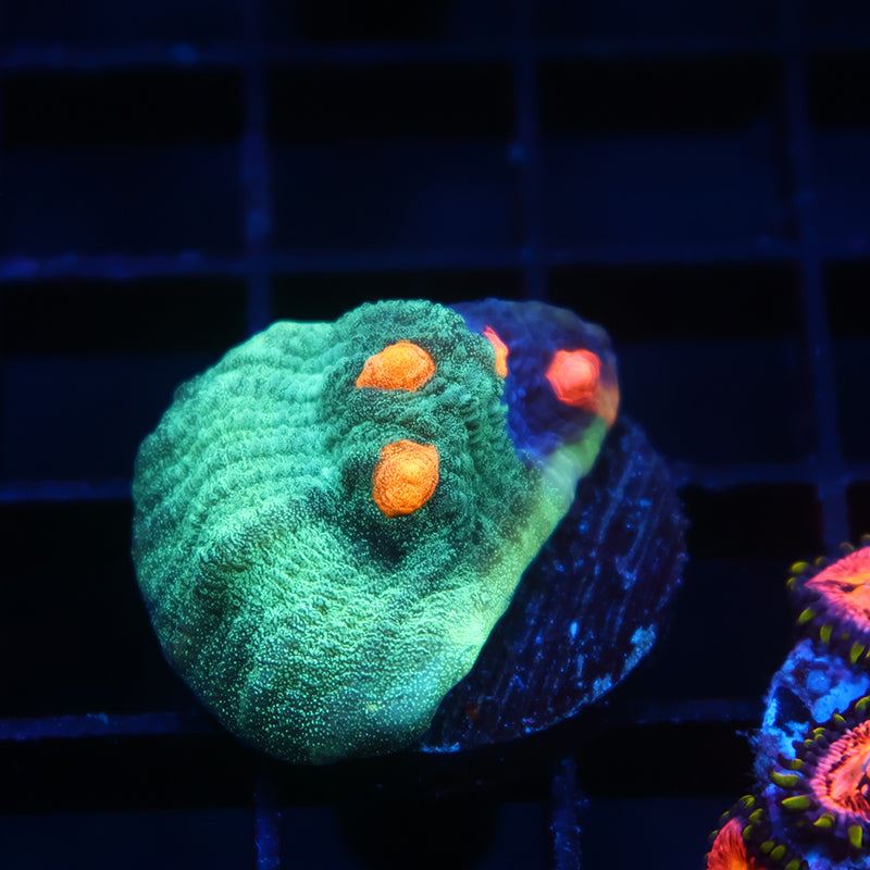 TCK Grafted Candy Eye Chalice