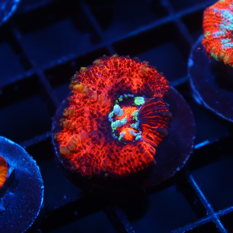 TCK Aquacultured Red Wilsoni