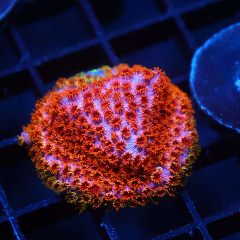 Skittles Bomb Cyphastrea