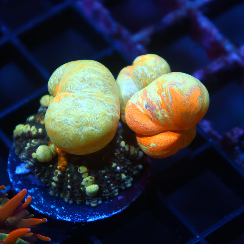 Insane TCK Powerballs Huge Bubbles Bounce Mushroom