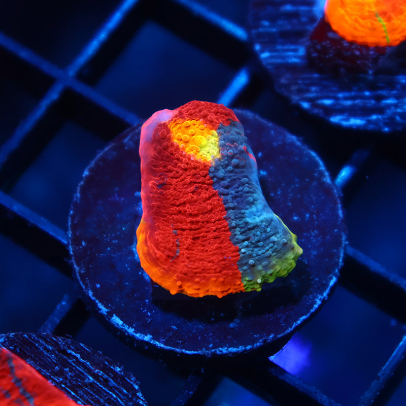TCK Ultimate Rainbow Chalice