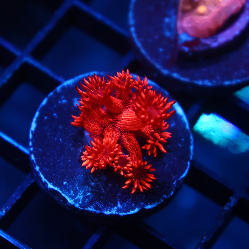 TCK Alec's Insane Red Glitterbomb Goni