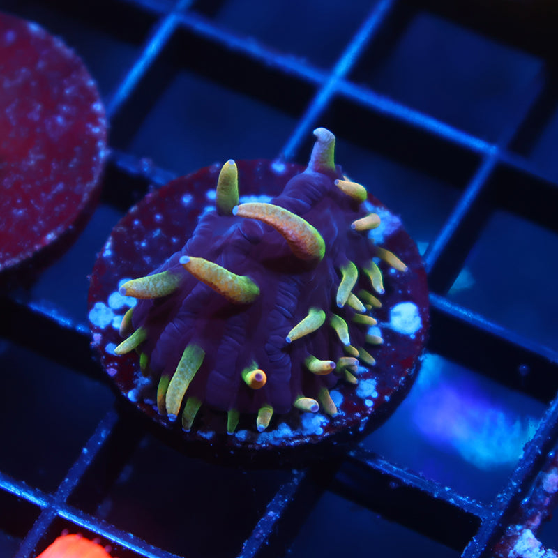 TCK Crazy Nightmare Plate