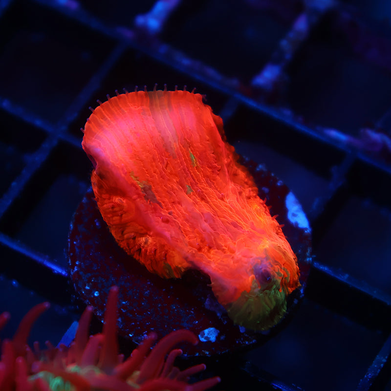 WWC Diablo Diaseris