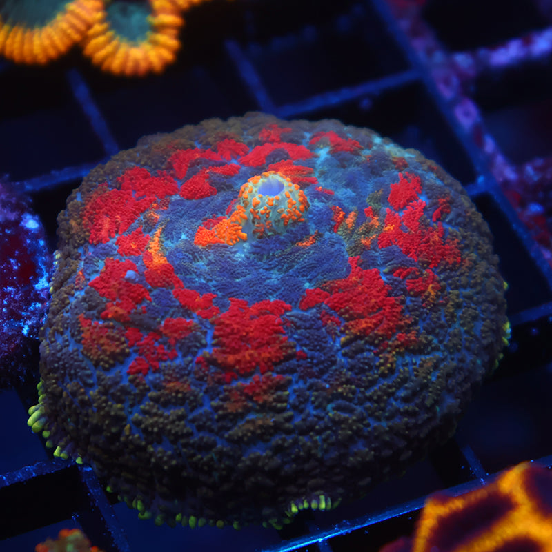TCK Rainbow Rhodactis