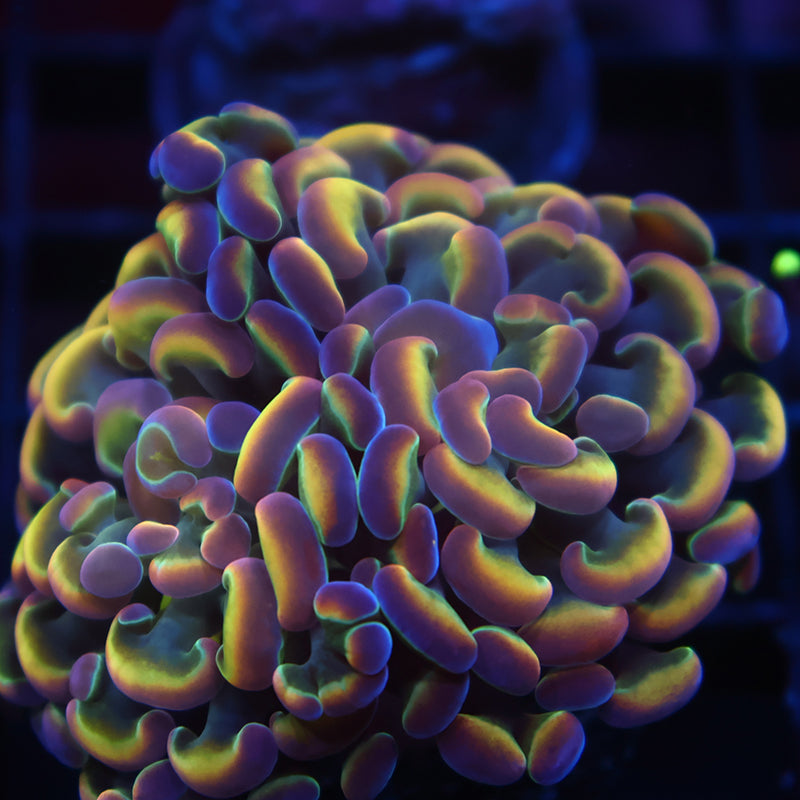 TCK Branching Holographic Hammer