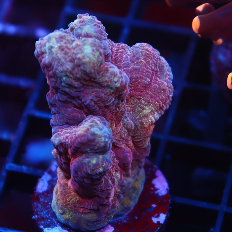 TCK Red Pectinia