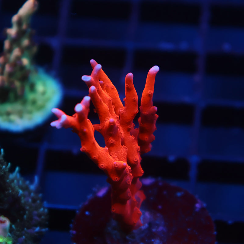 JF TNT Anacropora
