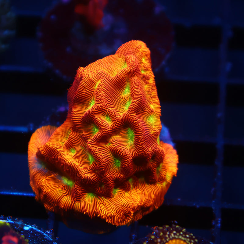 JF Jack-O-Lantern Lepto