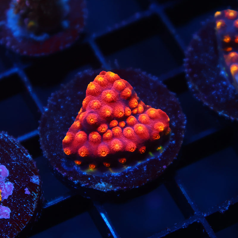 TCK Rainbow Abstract Cyphastrea