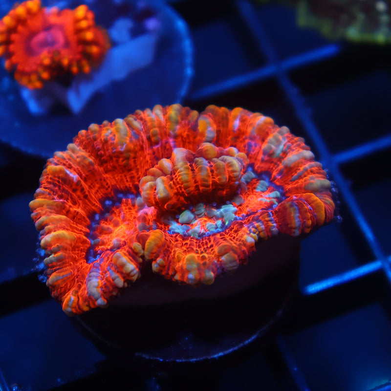 TCK Red Wilsoni
