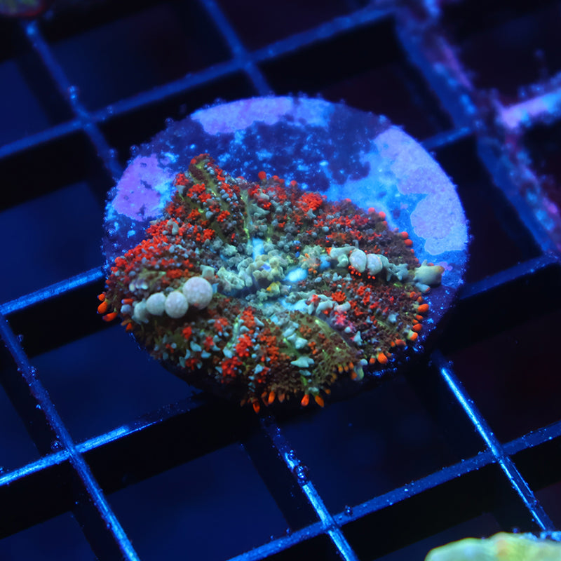 Deathstroke Bounce Mushroom