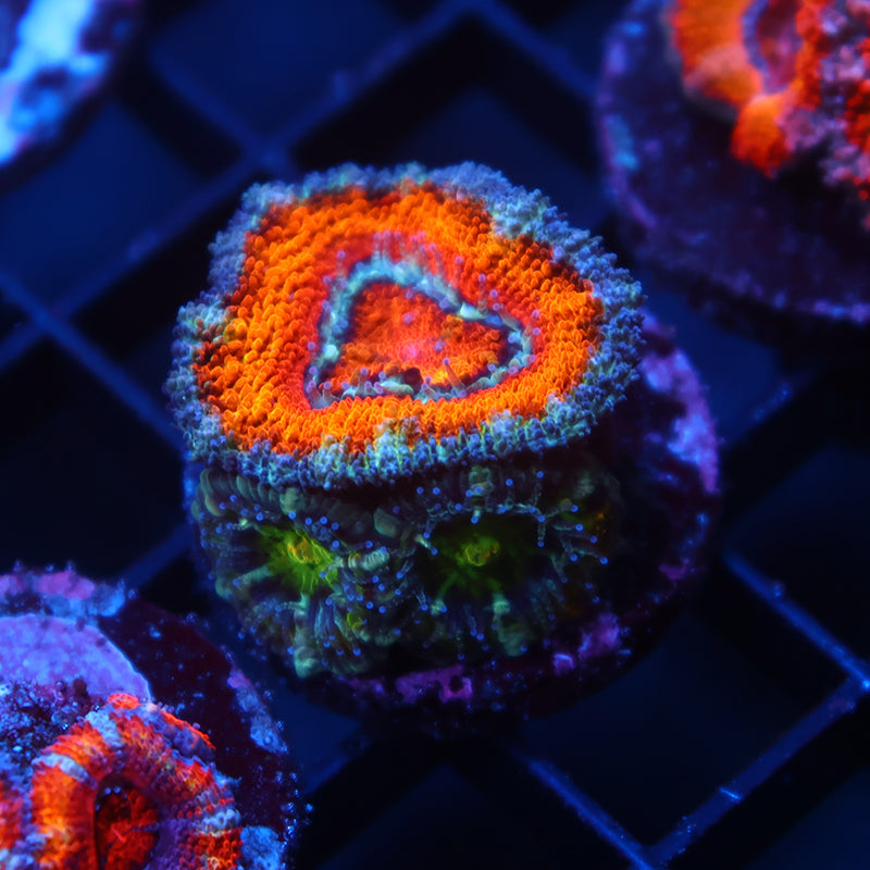 TCK Awesome Orange Lord with Babies