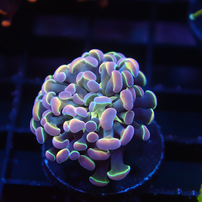 TCK Branching Holographic Hammer