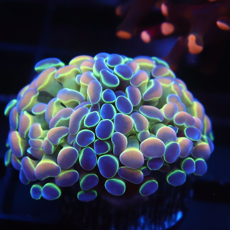TCK Branching Hologram Hammer