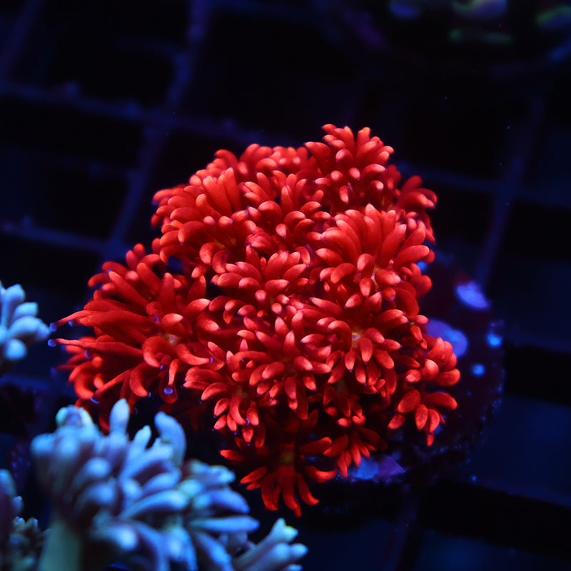 TCK Red Goni