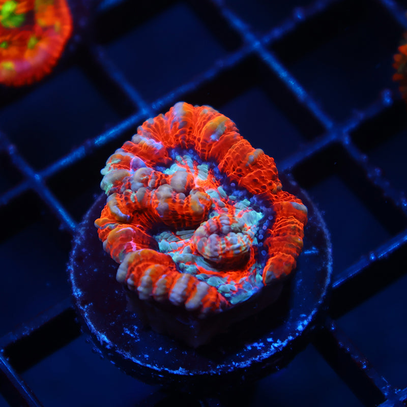 TCK Red Wilsoni