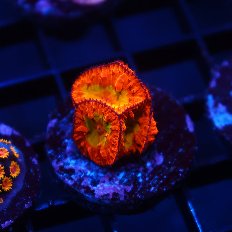WWC OG Rainbow Blasto