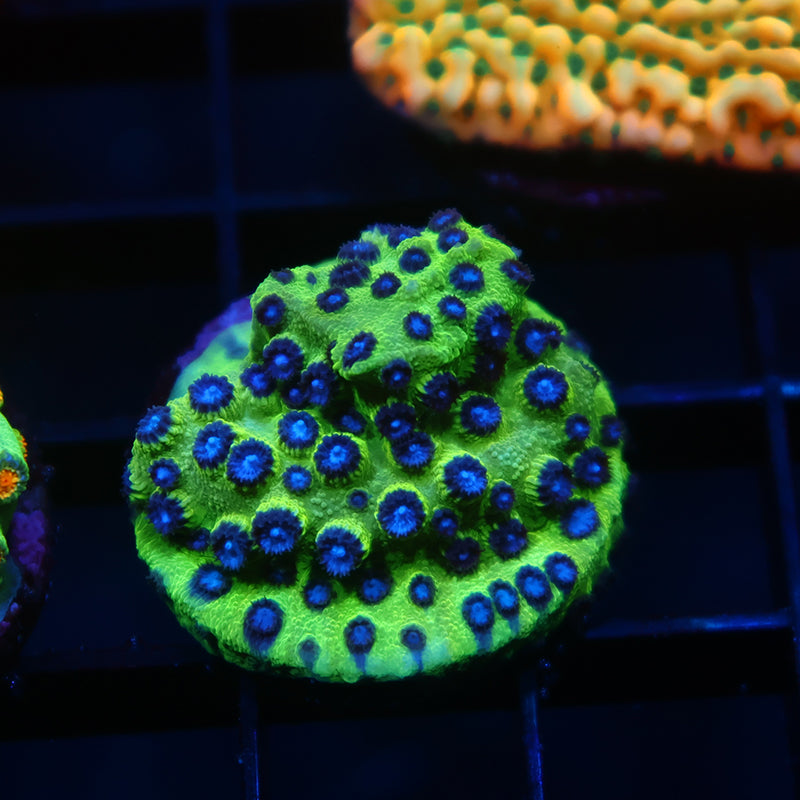 JF PPE Cyphastrea