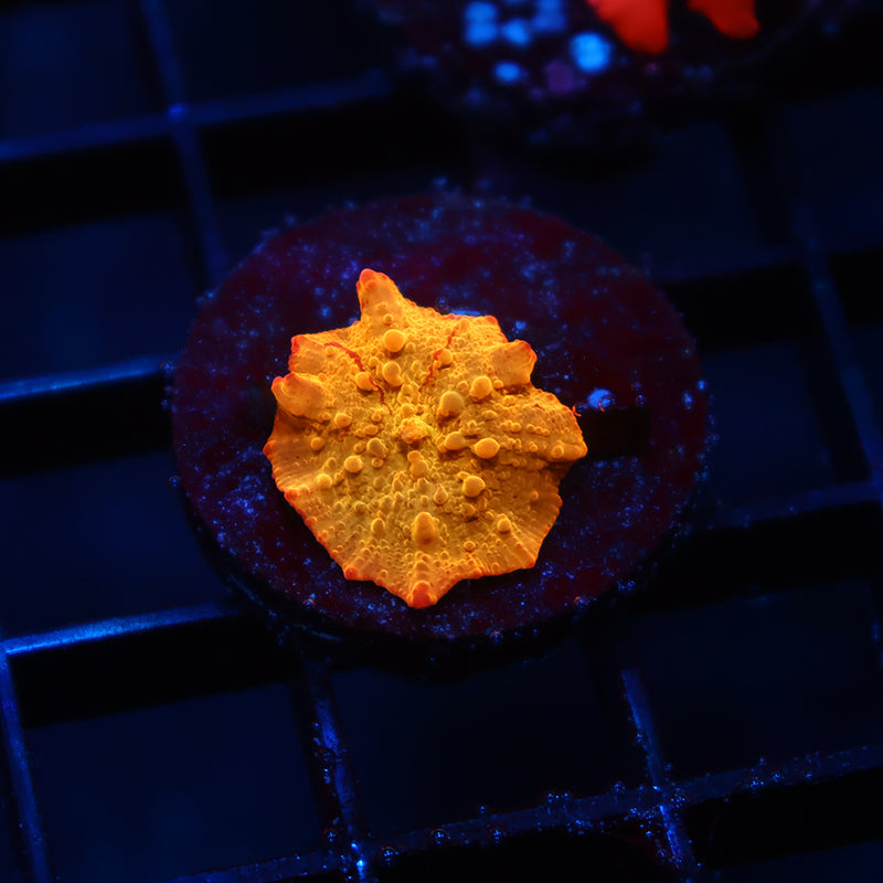 Mythical Corals Eclectus Bounce Small