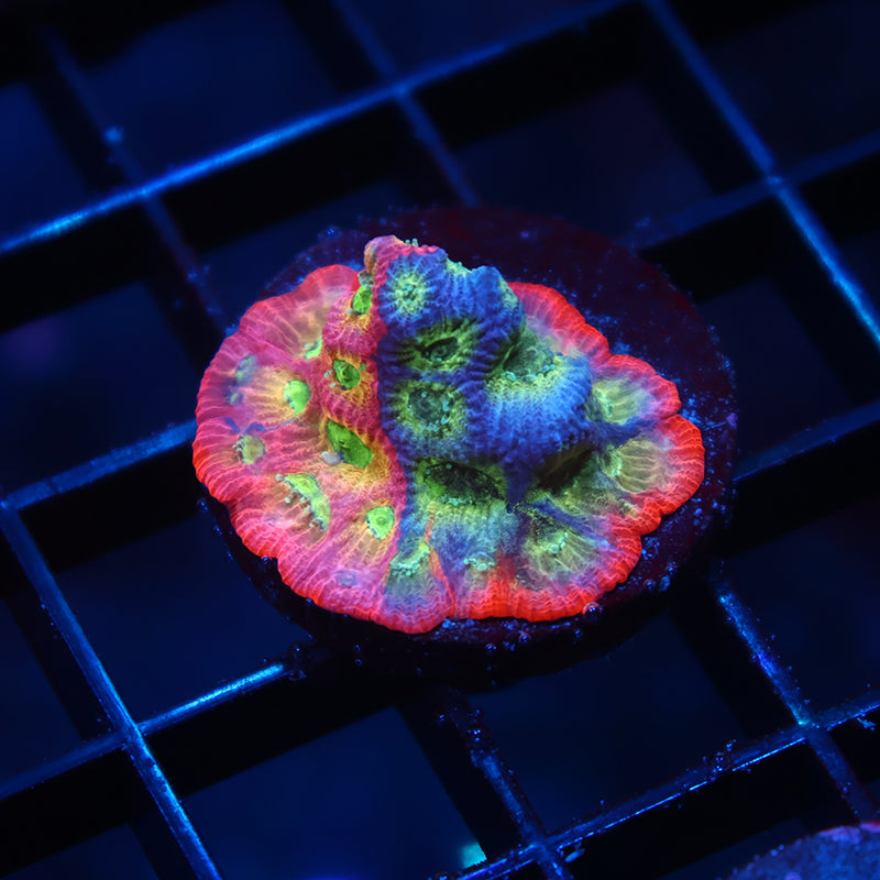 JF Dayglo Favia