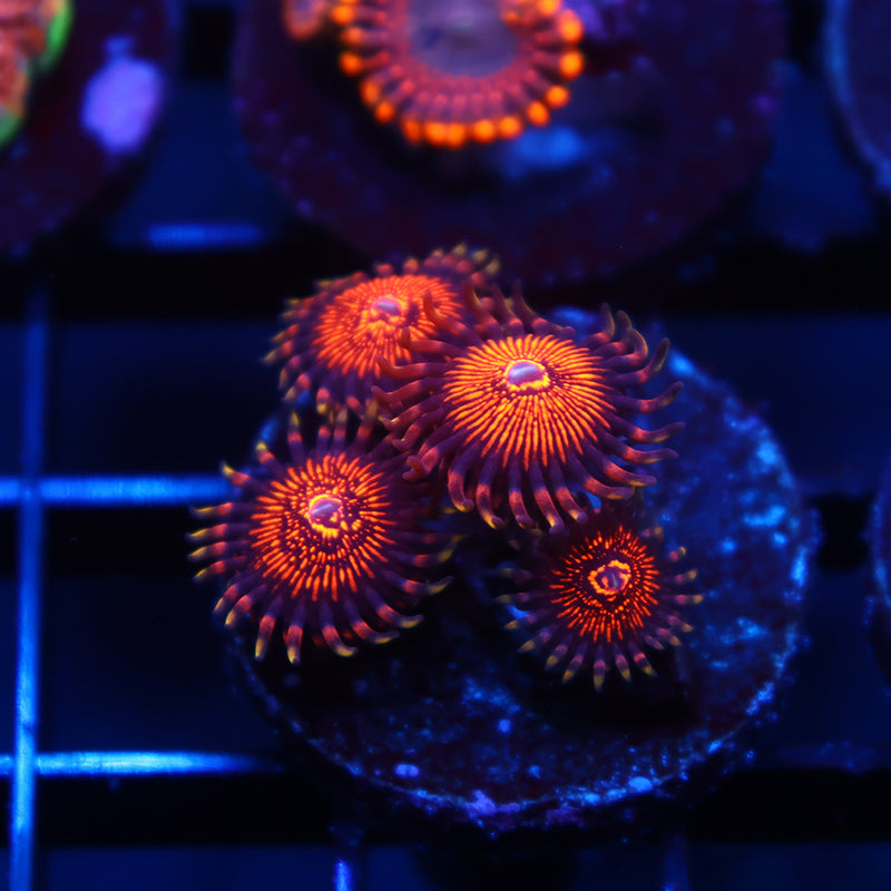 ARC Nightcrawlers