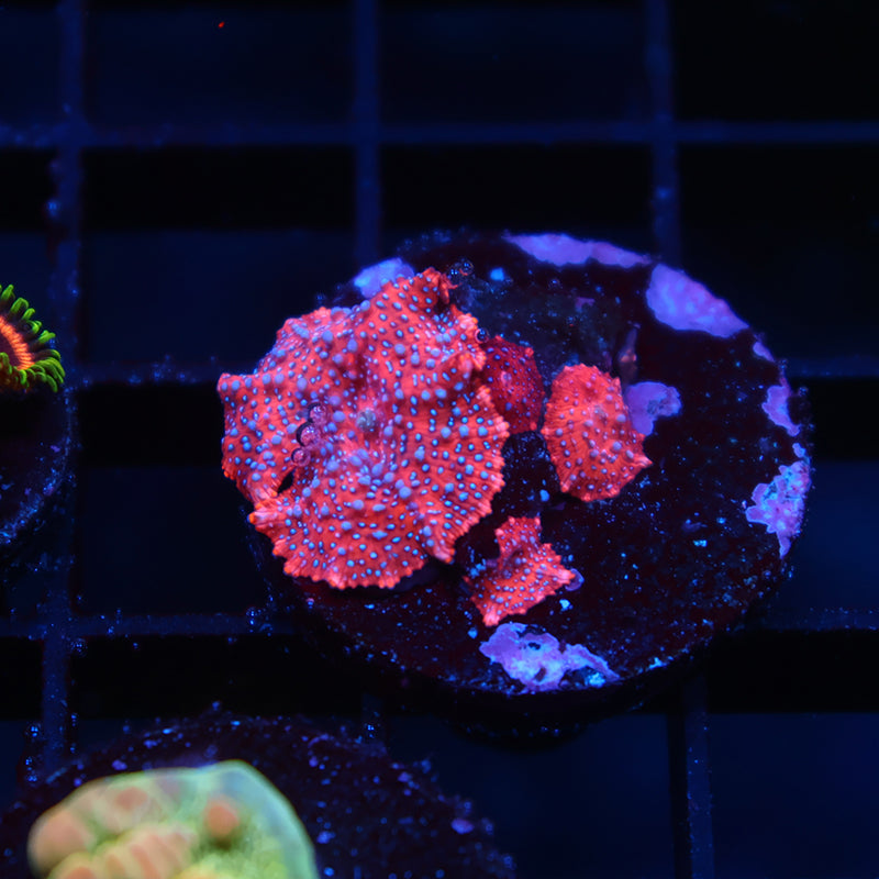TCK Superman Mushrooms