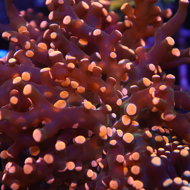 TCK Branching Gold Frogspawn