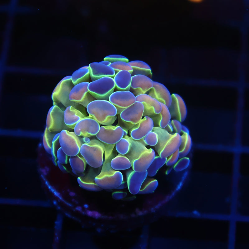 TCK Branching Hologram Hammer