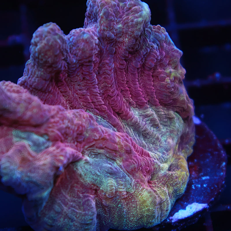 TCK Red Pectinia