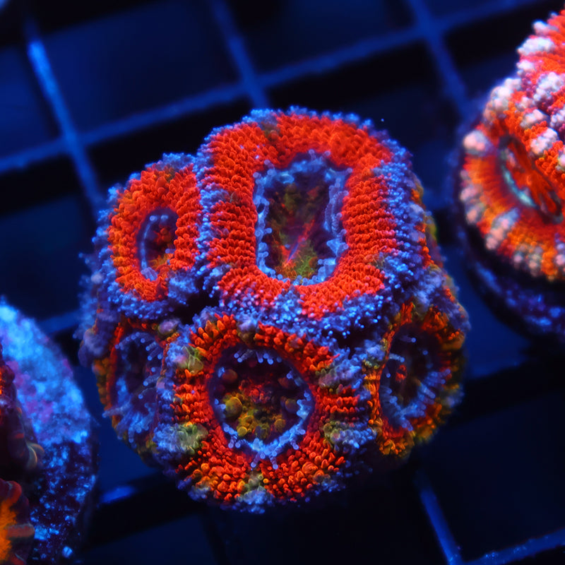 TCK Rainbow Centers Red Lord