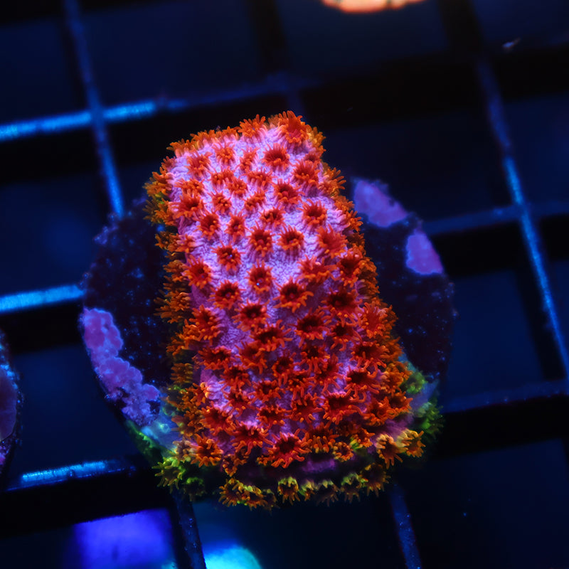 Skittles Bomb Cyphastrea