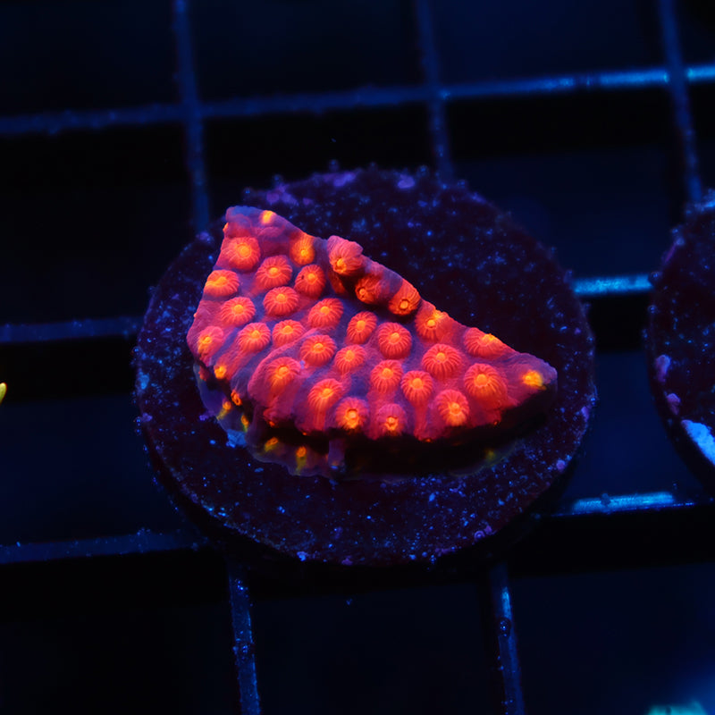 TCK Abstract Rainbow Cyphastrea