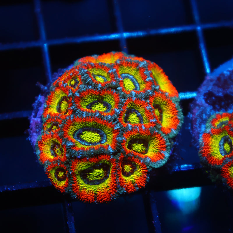 TCK HG Micromussa