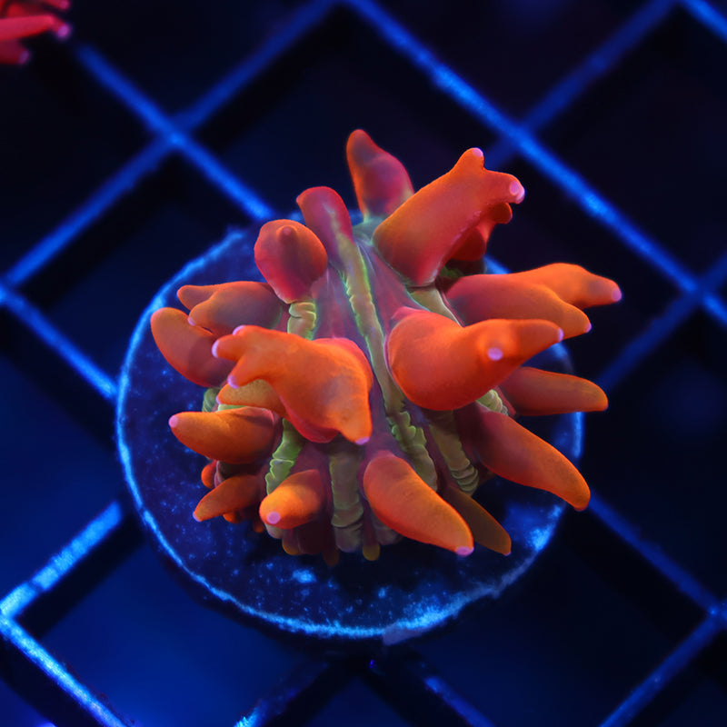 TCK BSA Crazy Diaseris