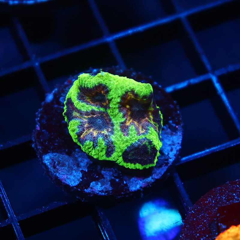 TCK Glow Worm Favia