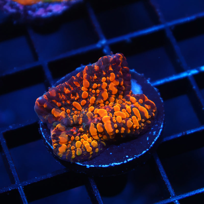 CC Cloudberries Chalice