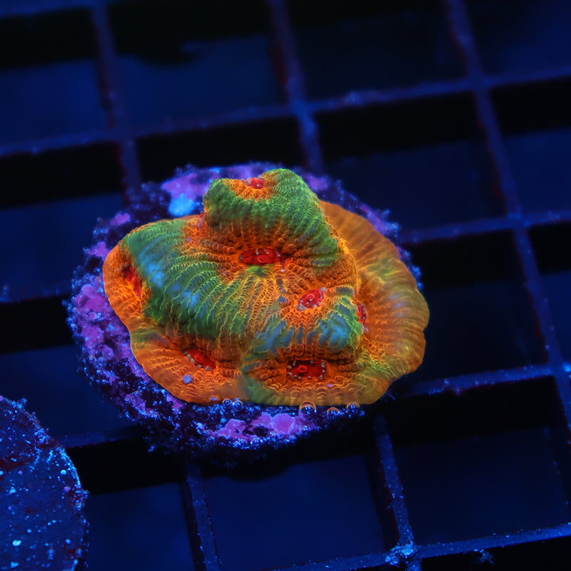 TCK Fascination Favia