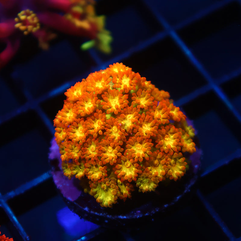 TCK Combustion Goni Bernardpora