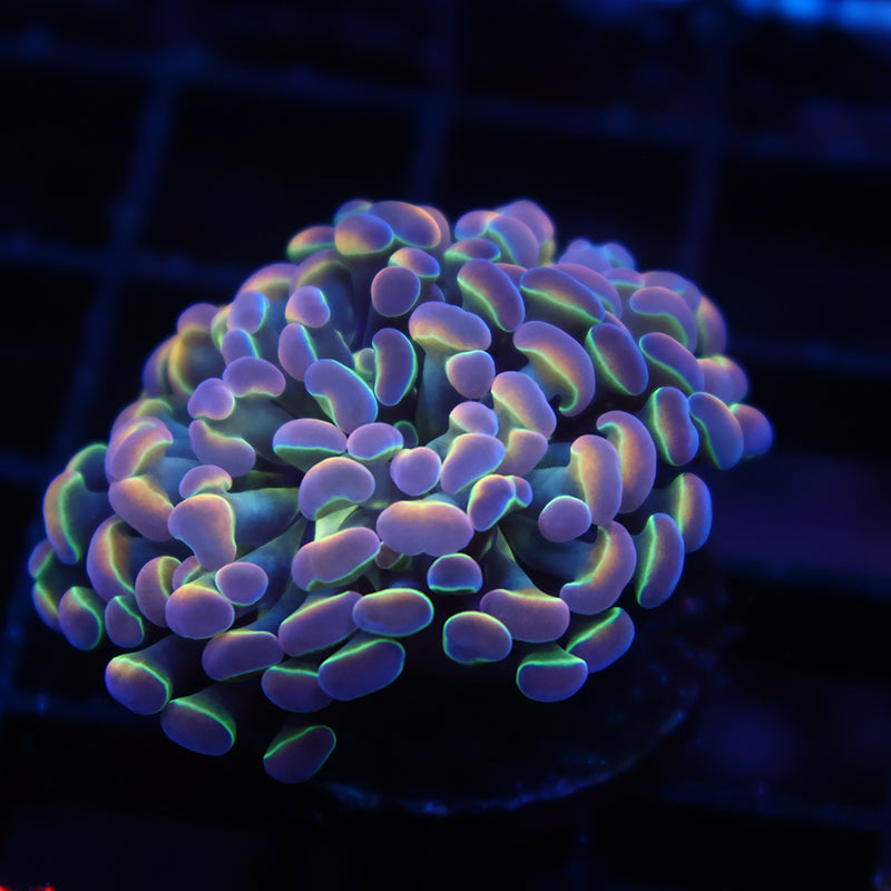 TCK Branching Hologram Hammer