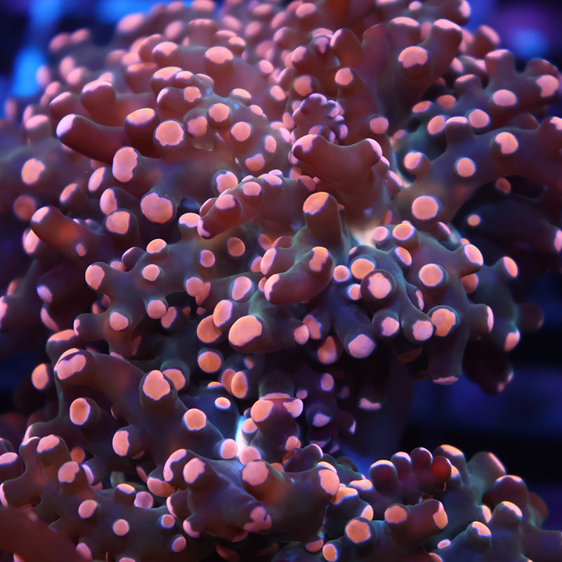 TCK Branching Peach Frogspawn