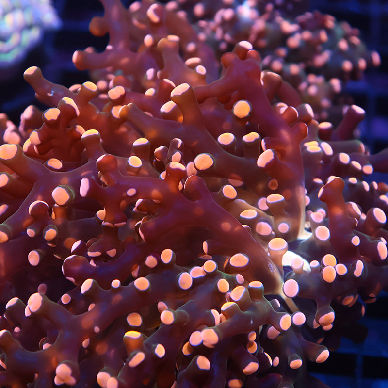 TCK Branching Gold Frogspawn
