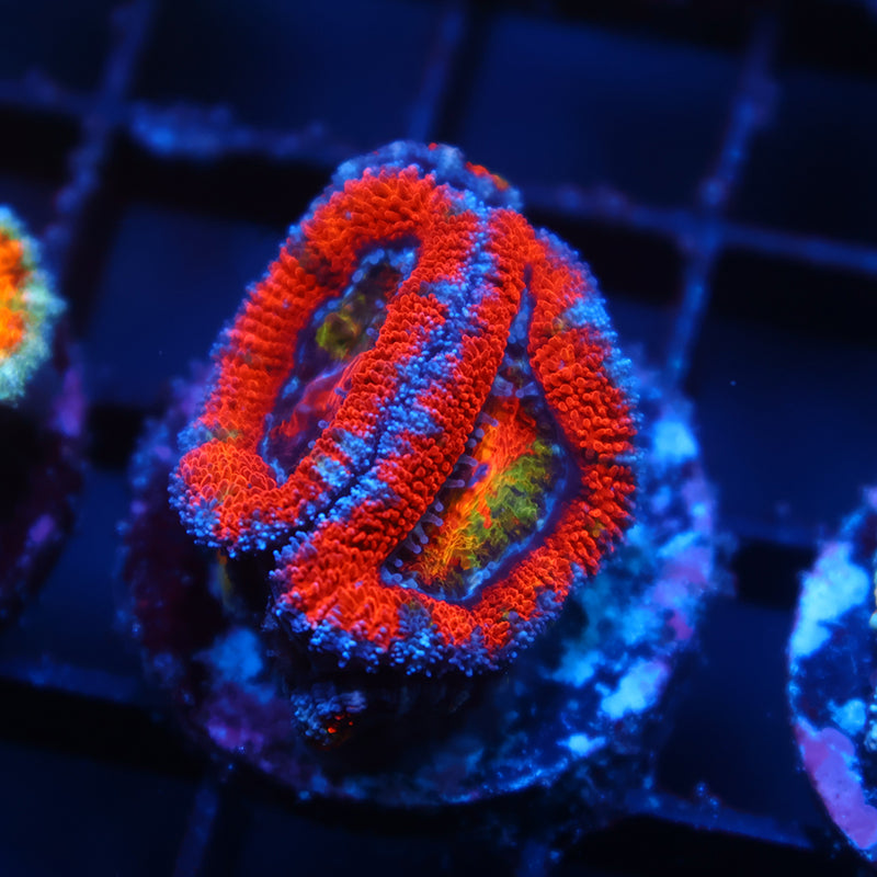 TCK Rainbow Center Red Acan Lord
