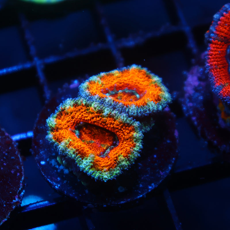 TCK Awesome Orange Acan Lord