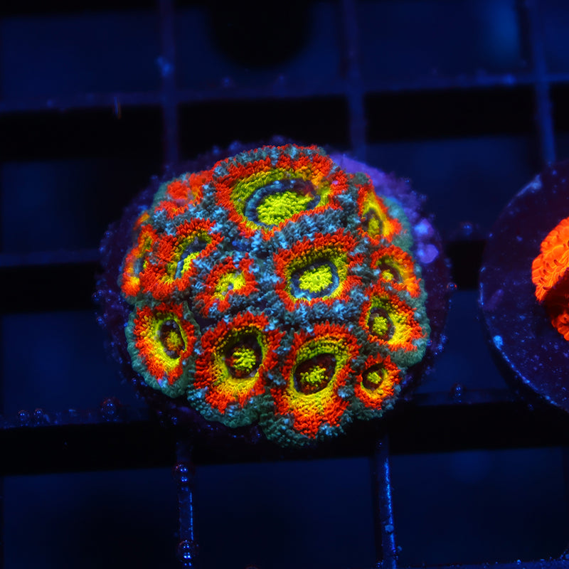 TCK HG Micromussa